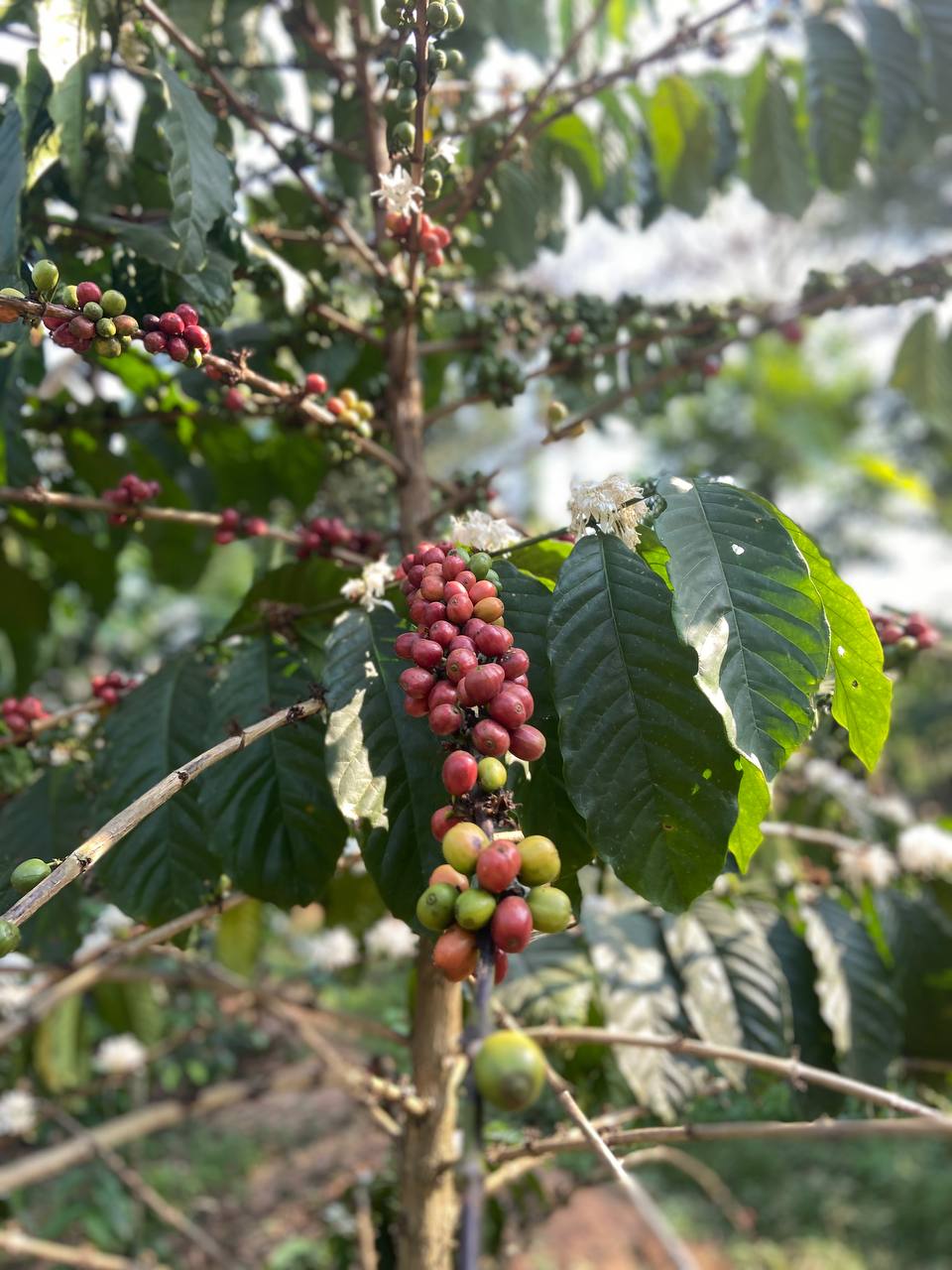 Coffee investment 5